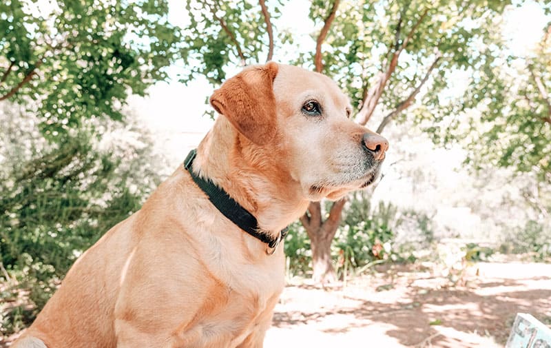 Le chien Nouss du Centre Fiers et Forts.