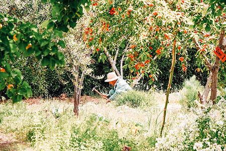 Le jardin pde permaculture du Centre Fiers et Forts au Maroc